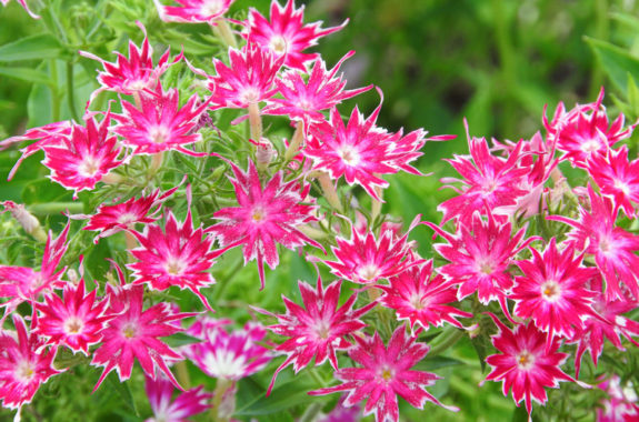 形容詞 日本語教育 英語教育のエンガワ